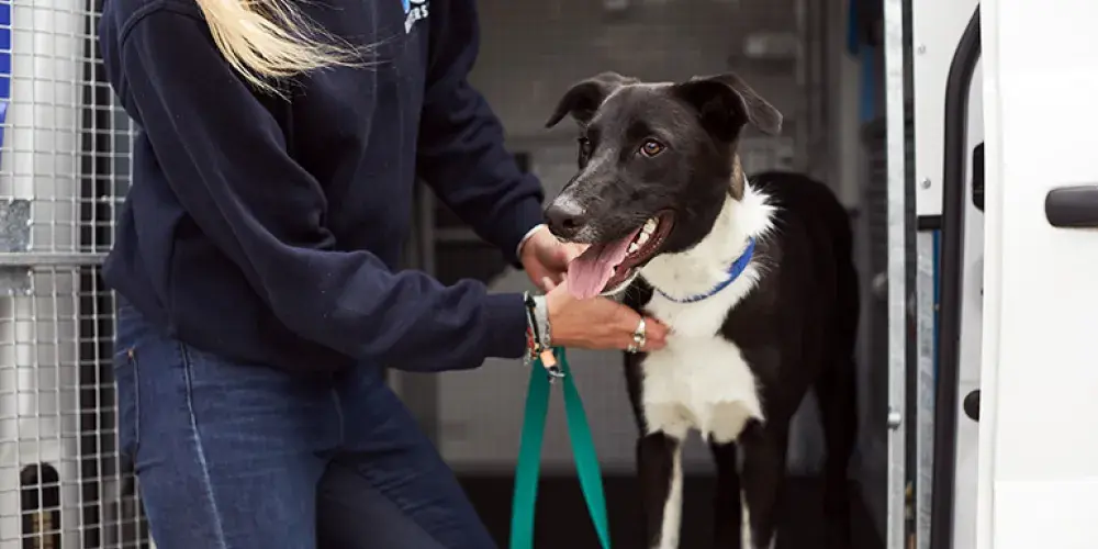 Battersea Dogs & Cats Home | Battersea Dogs & Cats Home